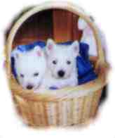Westie - West Higland White Terrier - Welpen von rassehunde.de